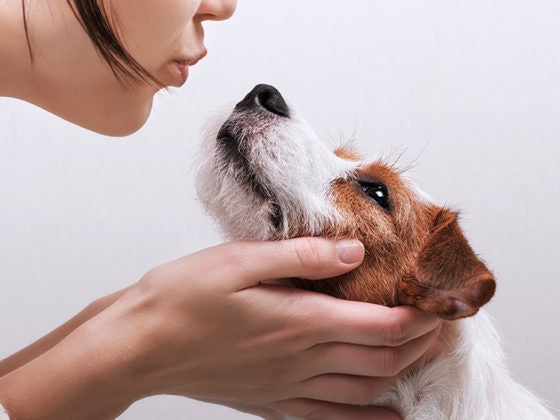 Col cane in ufficio, col cane in vacanza