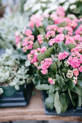 flores de primavera