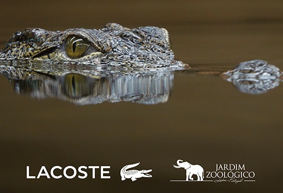 Por cada polo vendido no dia 28 de julho, sábado, a Lacoste oferecerá 5€ do valor total ao Fundo de Conservação do Jardim Zoológico de Lisboa.