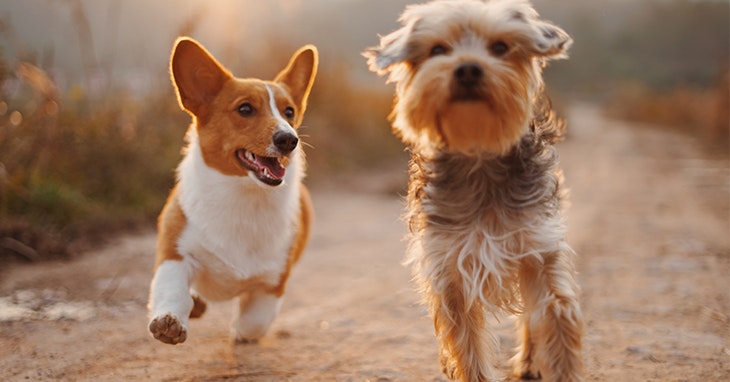 ZU: 5 cuidados a ter no verão com os amigos de quatro patas