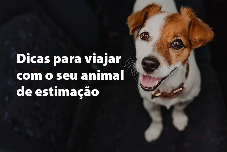 Animais de companhia: 8 dicas para as férias de Verão