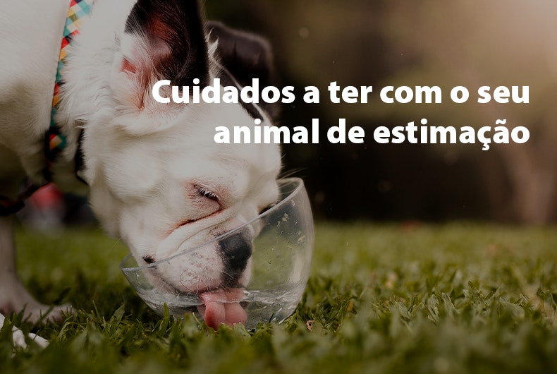 Cuidados de verão a ter com o seu animal de estimação