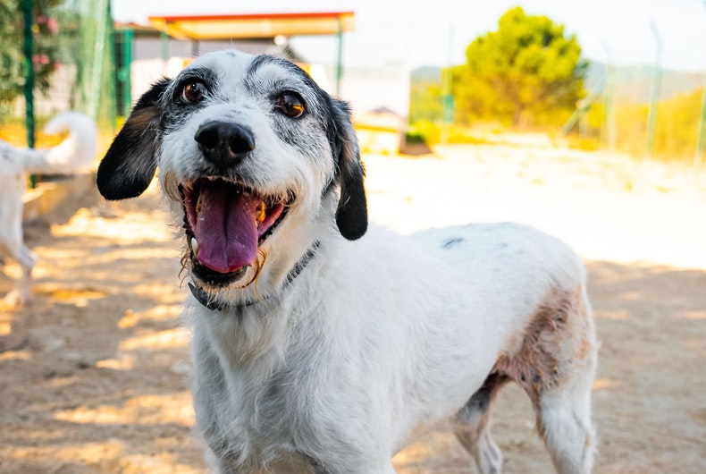 5 (boas) razões para adotar um animal adulto