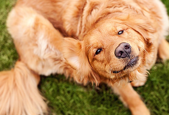 carracas-pulgas_destaque