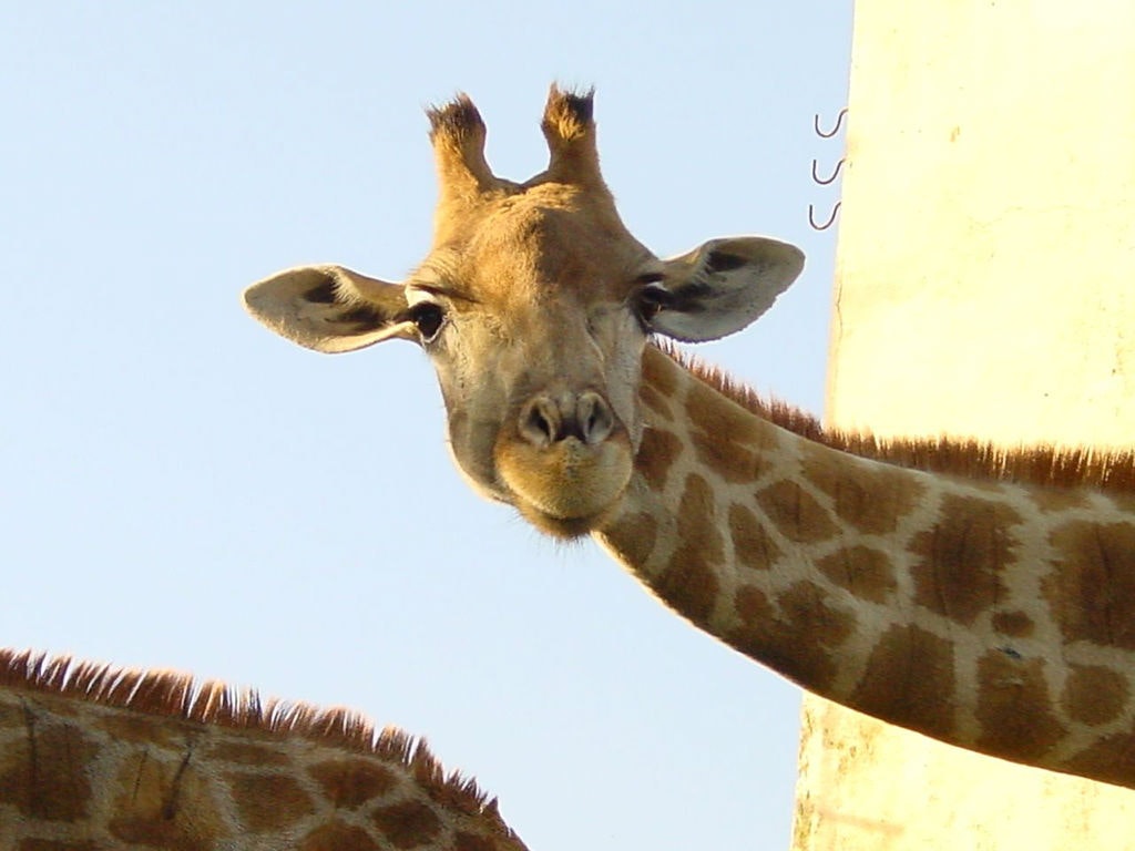 Girafa