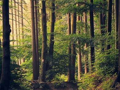 Incêndios: saiba como ajudar a proteger a floresta