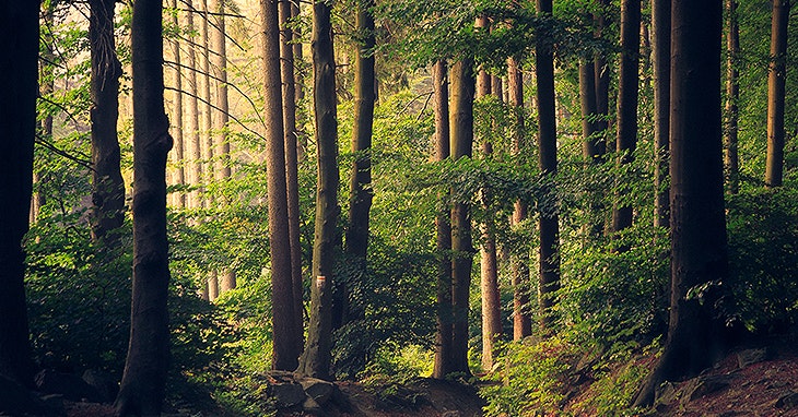 Incêndios: saiba como ajudar a proteger a floresta
