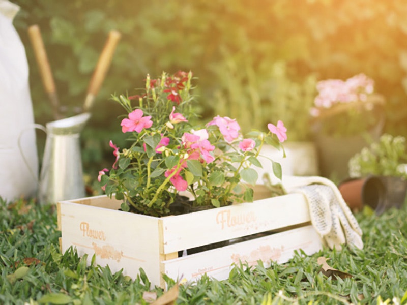 Las mejores plantas de otoño para tu jardín