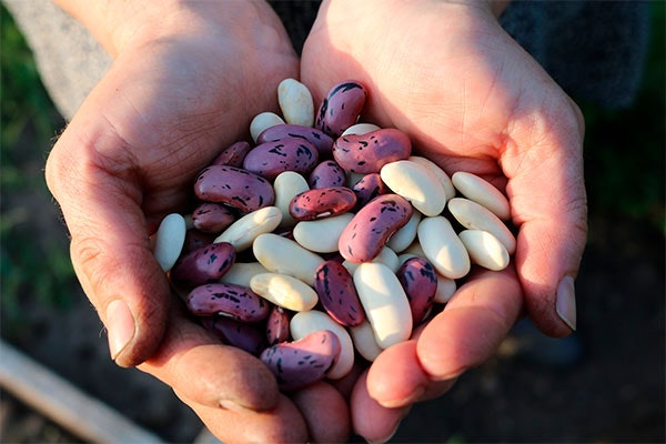 Legumbres ricas y saludables Legumbres saludables