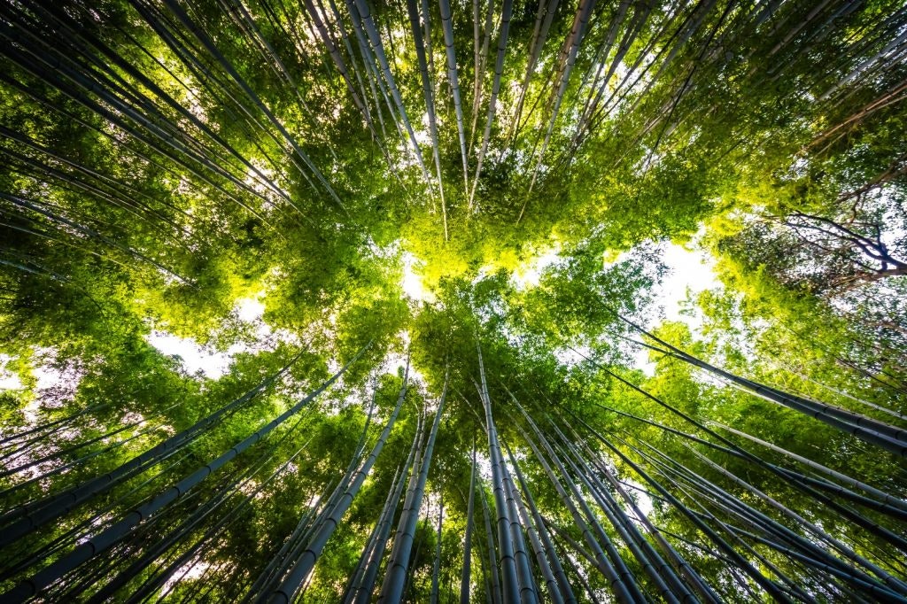 GranCasa cuida el medio ambiente Día Mundial del Medioambiente. Fuente: Freepik