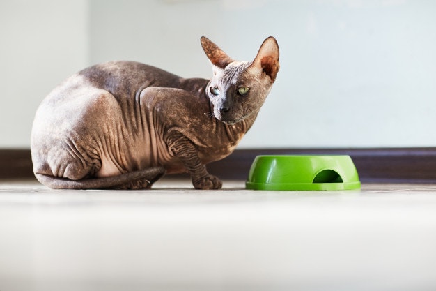El mejor pienso para tu mascota Gato esfinge