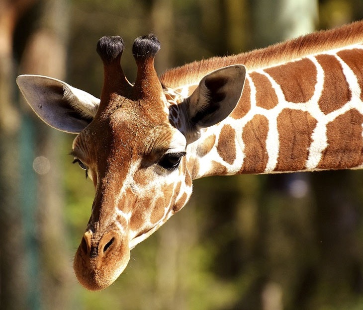 curiosidades de los animales