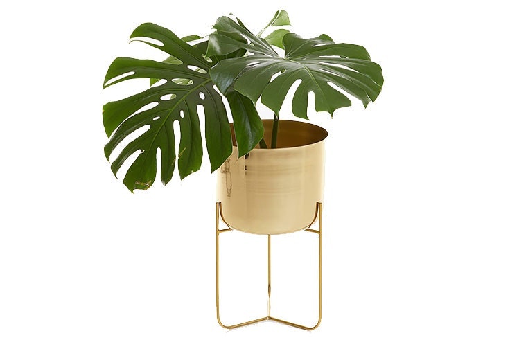 Salones modernos con un aire tropical