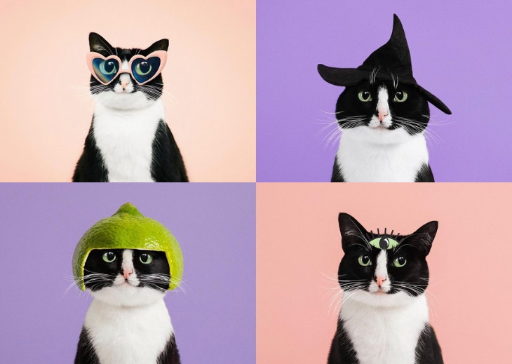 'Cats The Mewvie'