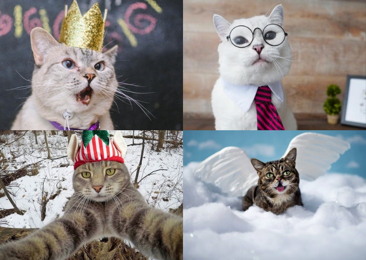 'Cats The Mewvie'