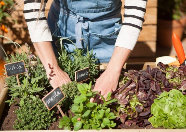 Cómo cultivar un pequeño huerto de plantas aromáticas en casa