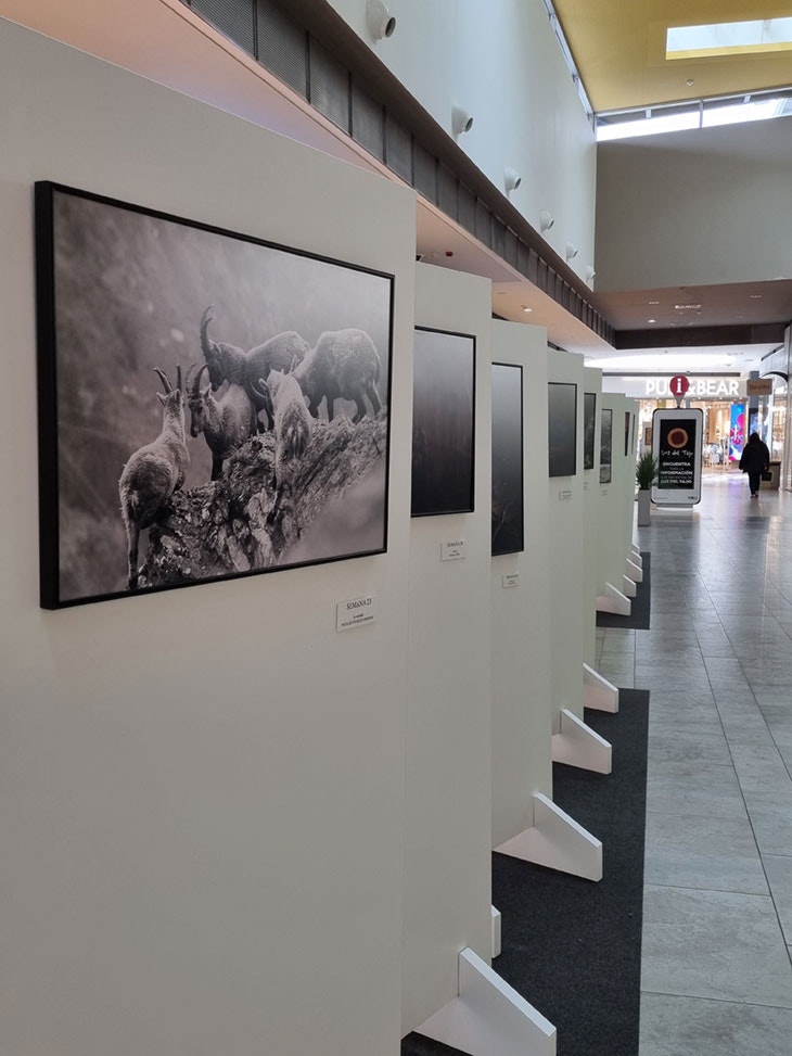 exposicion asociacion fotografica toledo