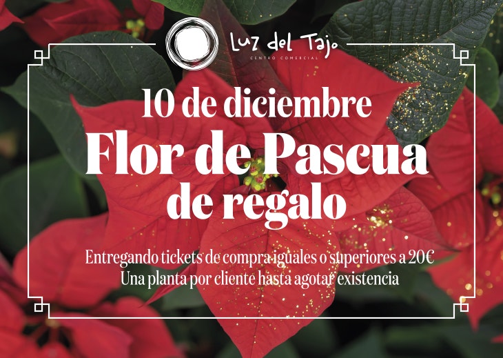 flor de pascua regalo