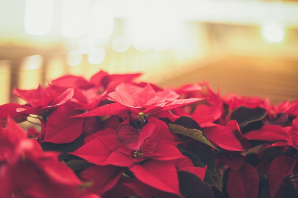 regalo flores de pascua luz del tajo 