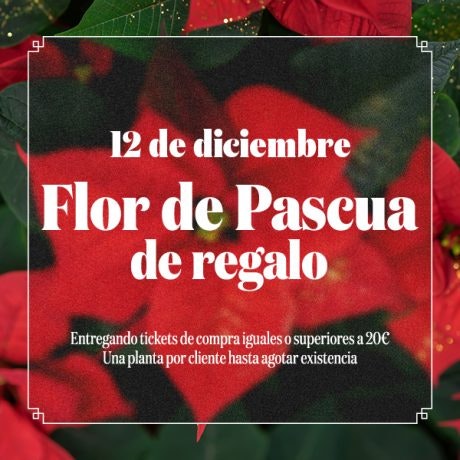 Flor de Pascua: ¡Ven a por la tuya el lunes 12 de diciembre!