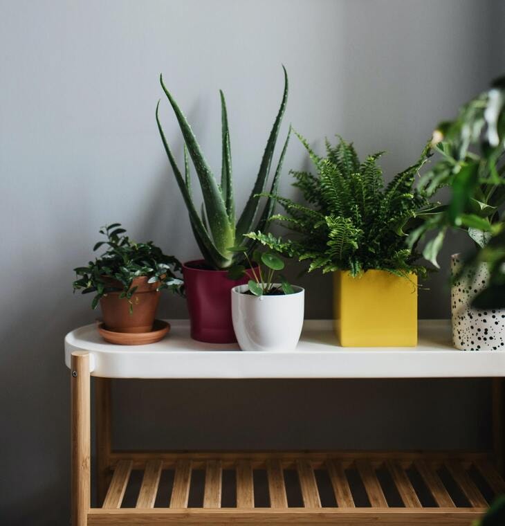 agregar plantas y flores a una casa