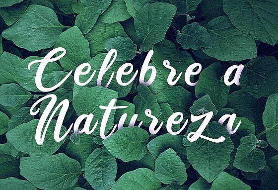 Dia Mundial da Árvore: três passos para proteger a floresta