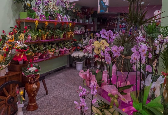 Flor do Campo: onde a primavera já floresceu