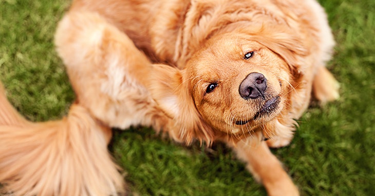 carracas-pulgas_destaque