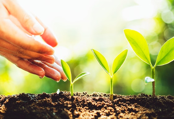 Além de separar o lixo, poupar água e utilizar materiais biodegradáveis, há, pelo menos, mais uma medida que pode adotar: fazer compostagem.