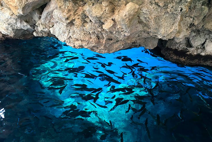 aguas de las islas griegas para viajar en septiembre pescado, corfu, grecia, mar, mediterraneo