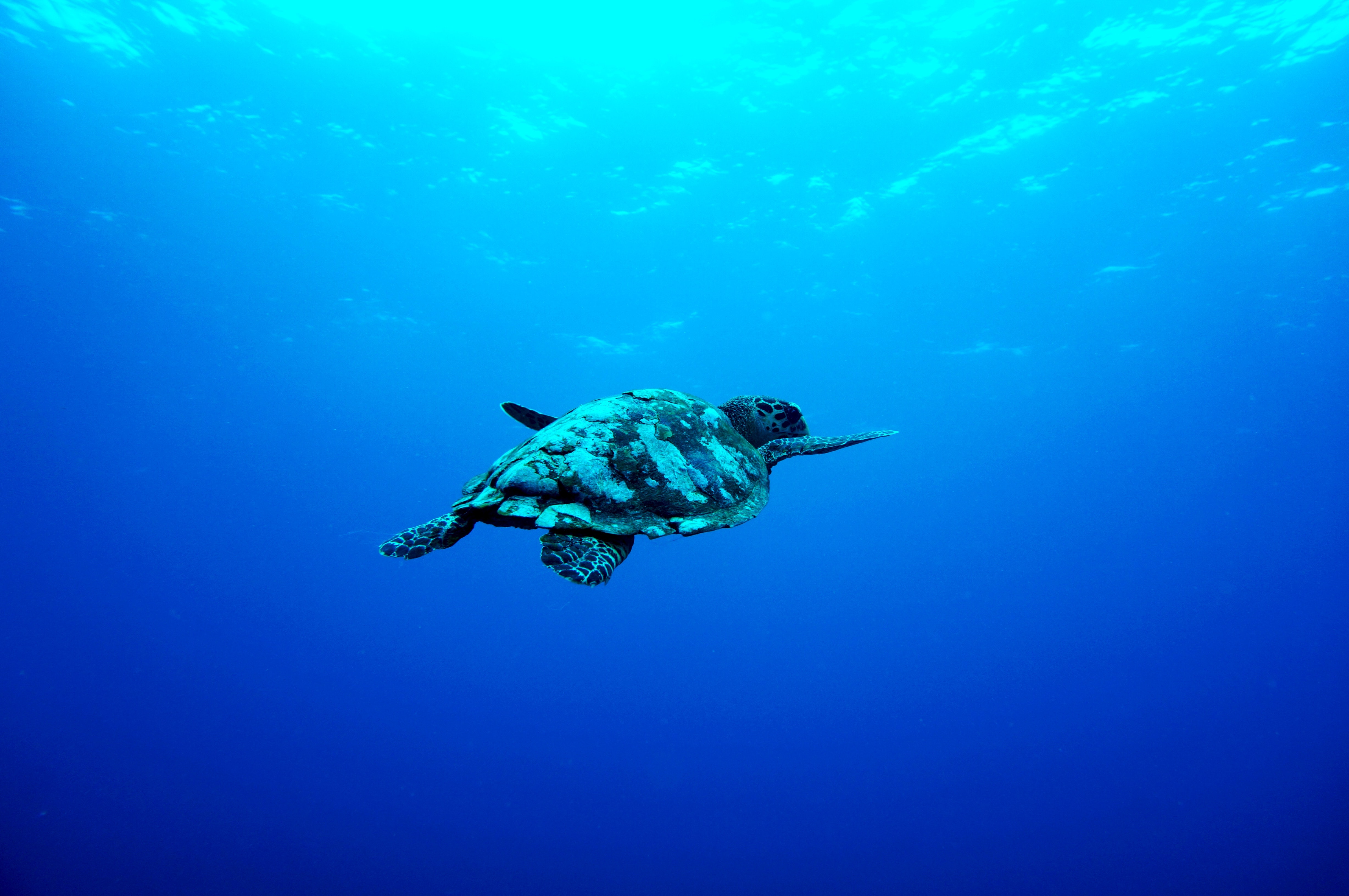 Tortuga marina en Indonesia