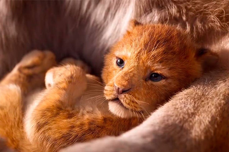 que sabemos de el rey leon