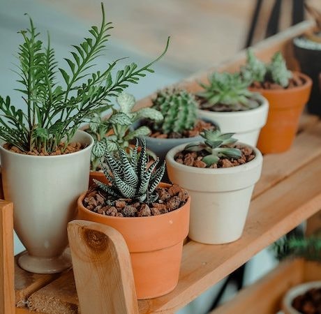 Plantas que atraen la suerte para año nuevo. ¡Descúbrelas!