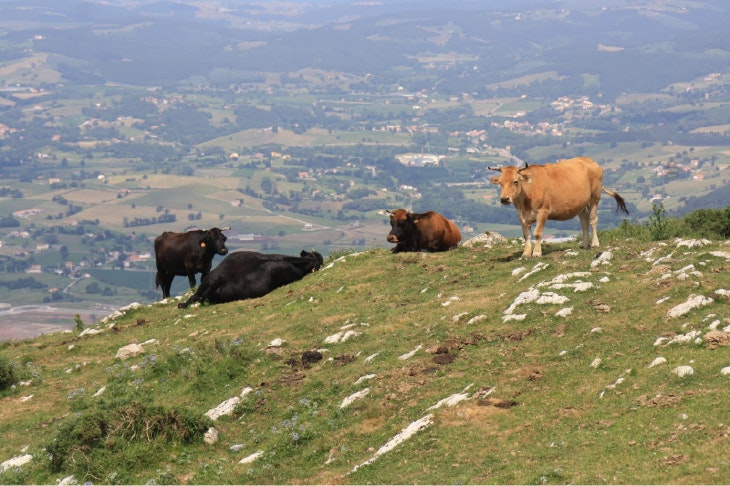 El Parque del Macizo de Peña Cabarga es un lugar increíble. En Valle Real te damos 5 motivos por los que has de venir a disfrutar de este hermoso lugar.