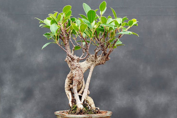 plantas-de-interior-ficus