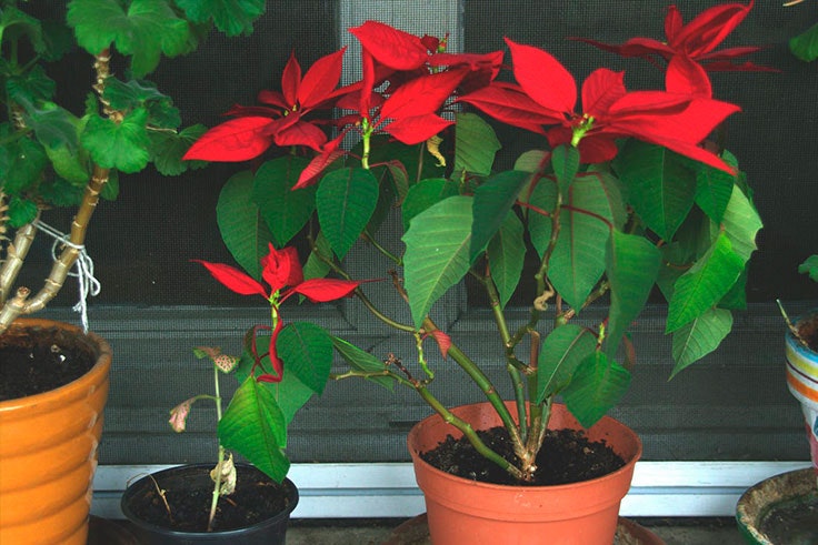 plantas-de-interior-Flor-de-Pascua