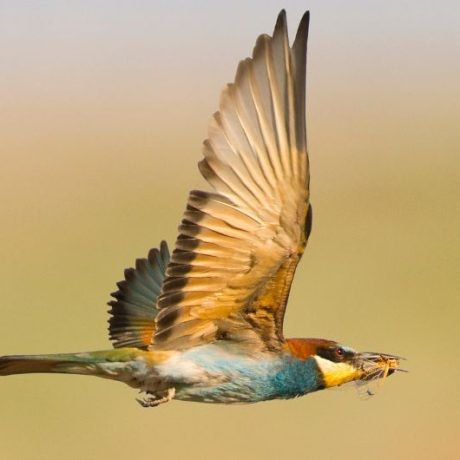 ¡Celebra el Día de las Aves Migratorias en Valle Real!