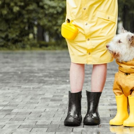 Consejos para mantener a tu perro feliz y seco en días lluviosos