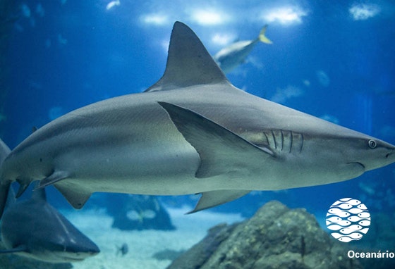 Já visitou o Oceanário este verão? Venha daí!