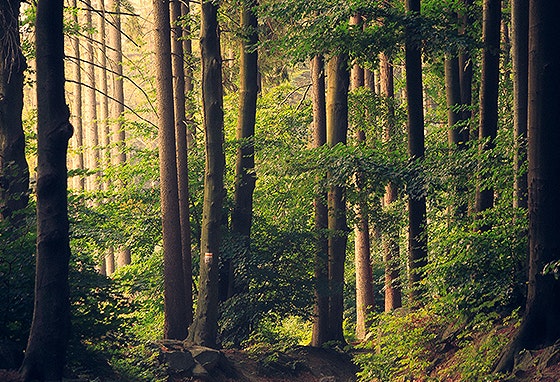 Incêndios: saiba como ajudar a proteger a floresta