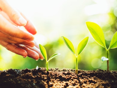 Além de separar o lixo, poupar água e utilizar materiais biodegradáveis, há, pelo menos, mais uma medida que pode adotar: fazer compostagem.